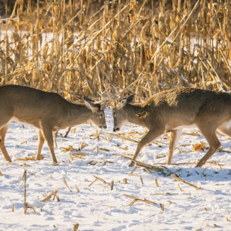 two bucks fighting for corn two bucks fighting for corn