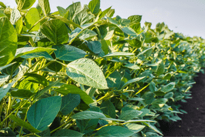 ENLIST®  E3 Soybeans - ES 56E24