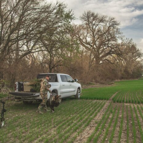 wheat and turkey truck