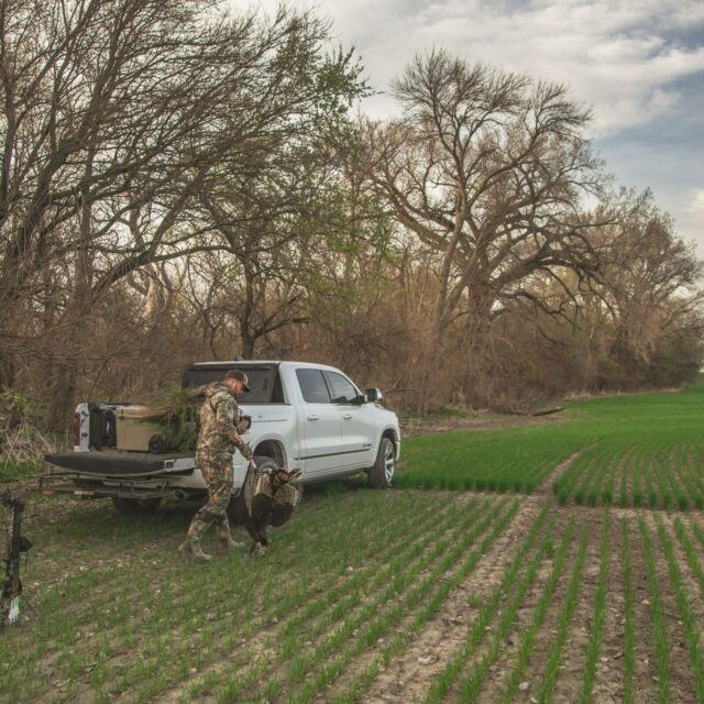 Buck Monster® Forage Awnless Wheat