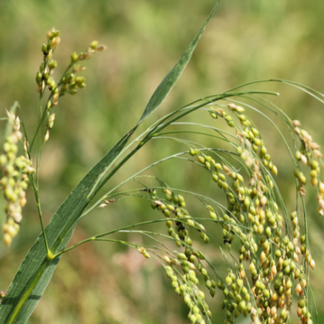 white proso millet